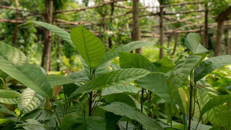 PlantsFruit_Inside_nursery_cocoa_seedlings-Cameroon-01