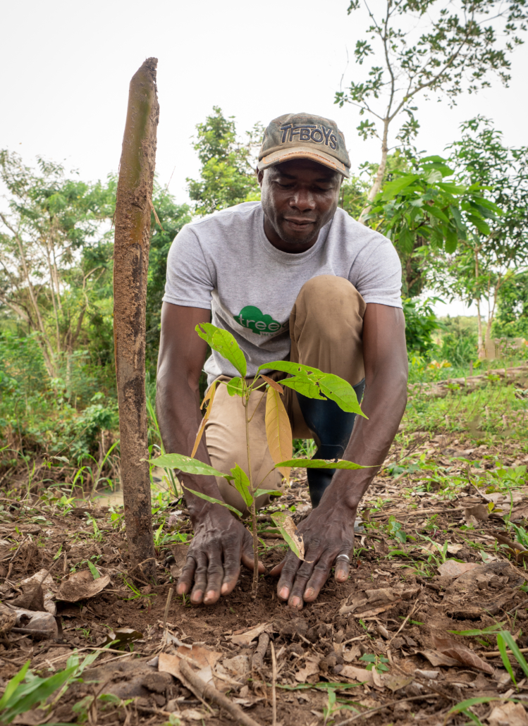 TreePlanting_Cocoa_seedling-Cameroon-09