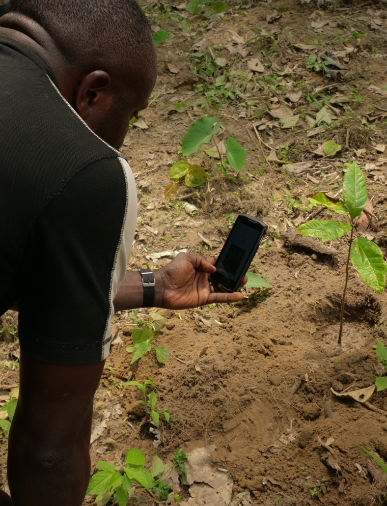 TreePlanting_Geotagging_Cocoa_seedling-Cameroon-03