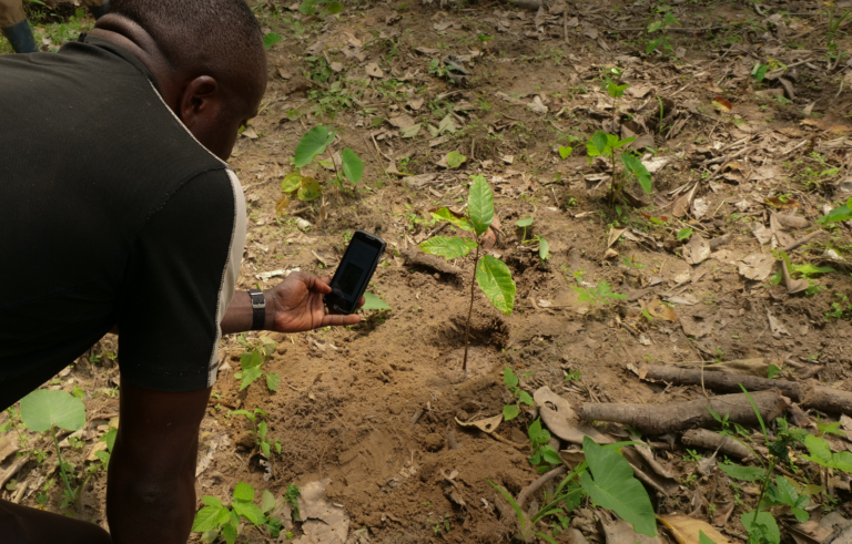 TreePlanting_Geotagging_Cocoa_seedling-Cameroon-03
